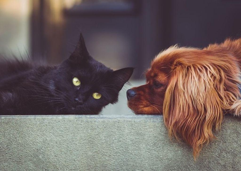 Alimente pe care nu trebuie să i le dai niciodată animalului tău de companie