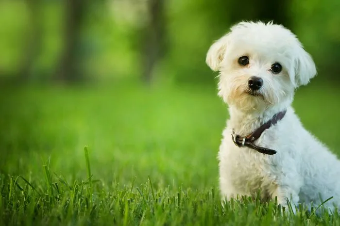 PRIMA VIZITĂ LA  MEDICUL VETERINAR CU CÂINELE TĂU