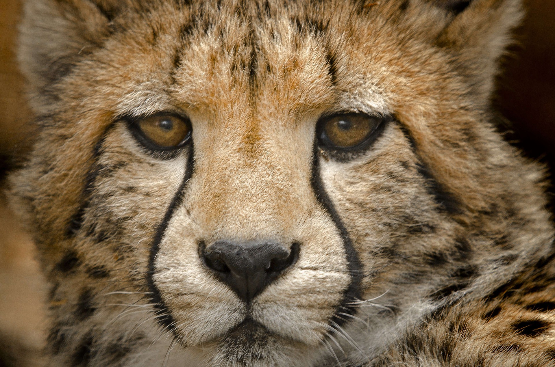India – Curtea Supremă a aprobat măsura reintroducerii gheparzilor