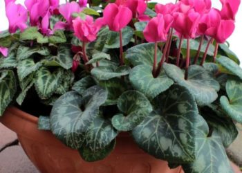 Cum se îngrijesc corect ciclamele iarna