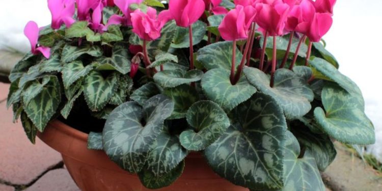 Cum se îngrijesc corect ciclamele iarna