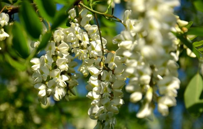 Cât de utile sunt florile de salcâm pentru sănătatea noastră