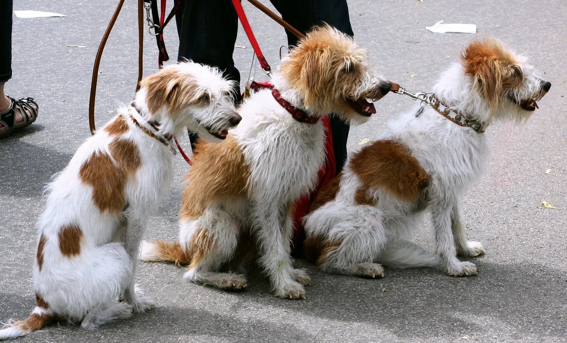 Cluj-Napoca: Pet-sitter pentru animale de companie, idee de afaceri a studenților UTCN