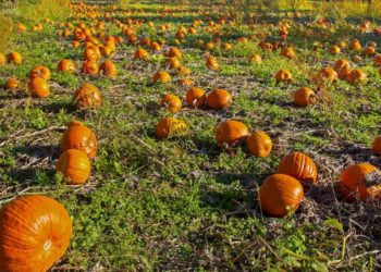 Cum alegi dovleacul și cum îl poți păstra mai mult timp!