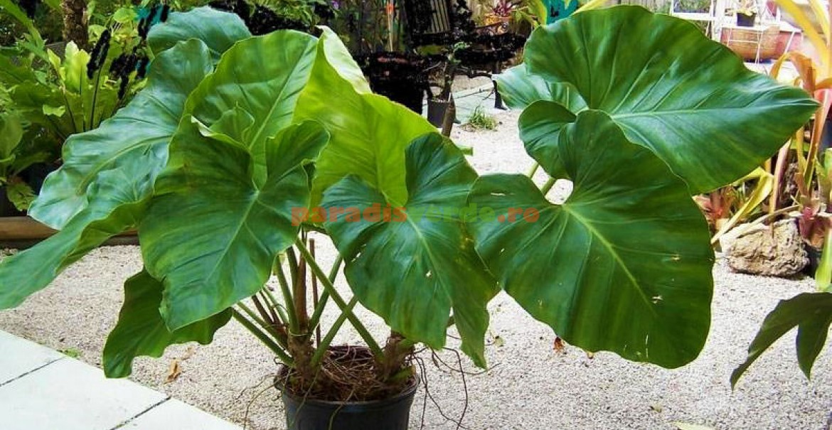 Flori de apartament care rezistă în timp.