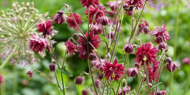 Plantele in Feng Shui