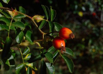 Top 3 arbuști exotici pe care îi poți planta la tine în grădină