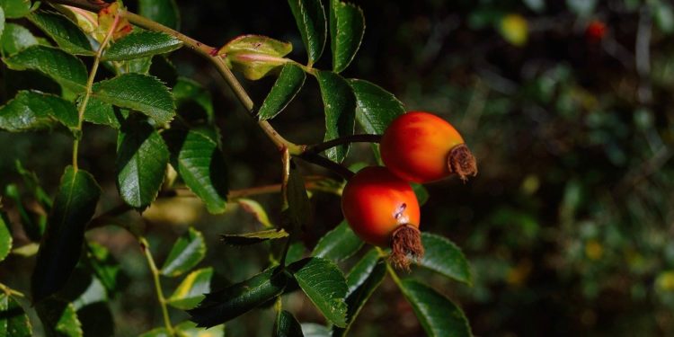 Top 3 arbuști exotici pe care îi poți planta la tine în grădină