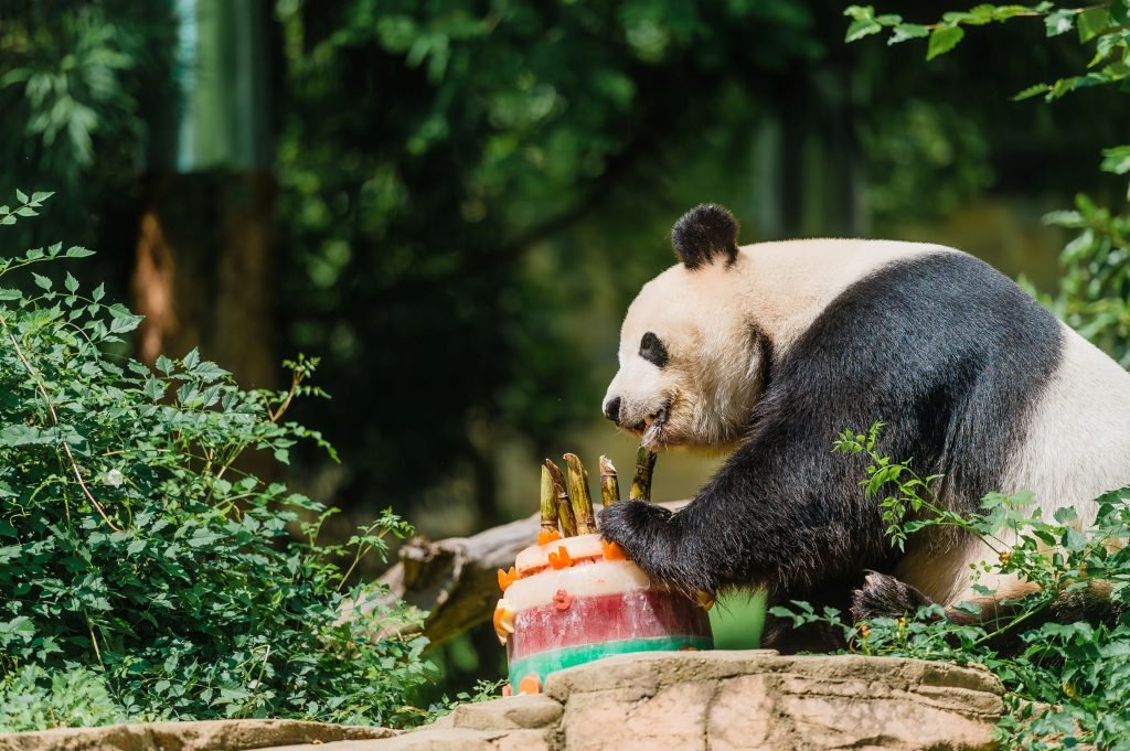 SUA – Washington își ia adio de la ursul panda Bei Bei, care va fi mutat în China