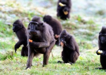 Blocajul coronavirusului lasă mai singure ca niciodată animalele din grădina zoologică din Ierusalim