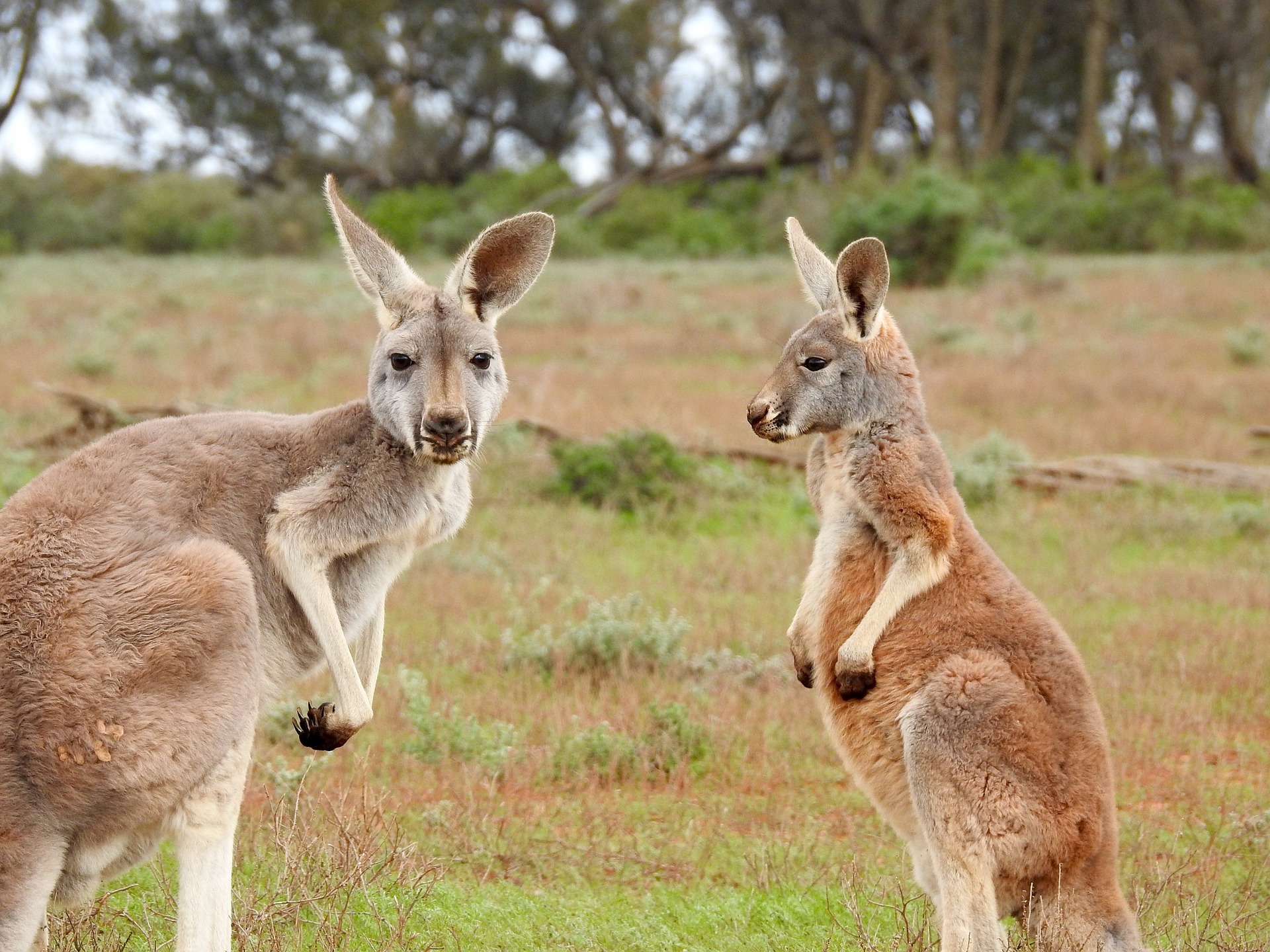Australia – Un tânăr care a recunoscut că a ucis 20 de canguri a reuşit să scape de închisoare