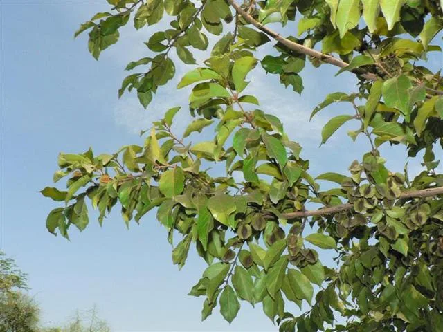Kinkeliba – Combretum micranthus