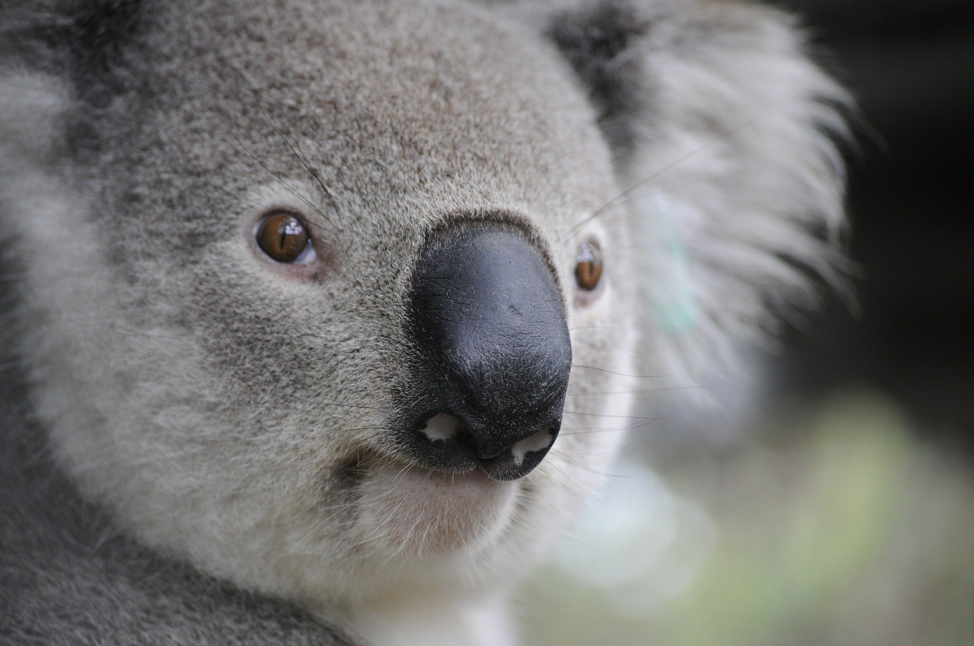 Australia – Reporter de televiziune, păcălit în direct că ţine în braţe un koala ”feroce” şi veninos