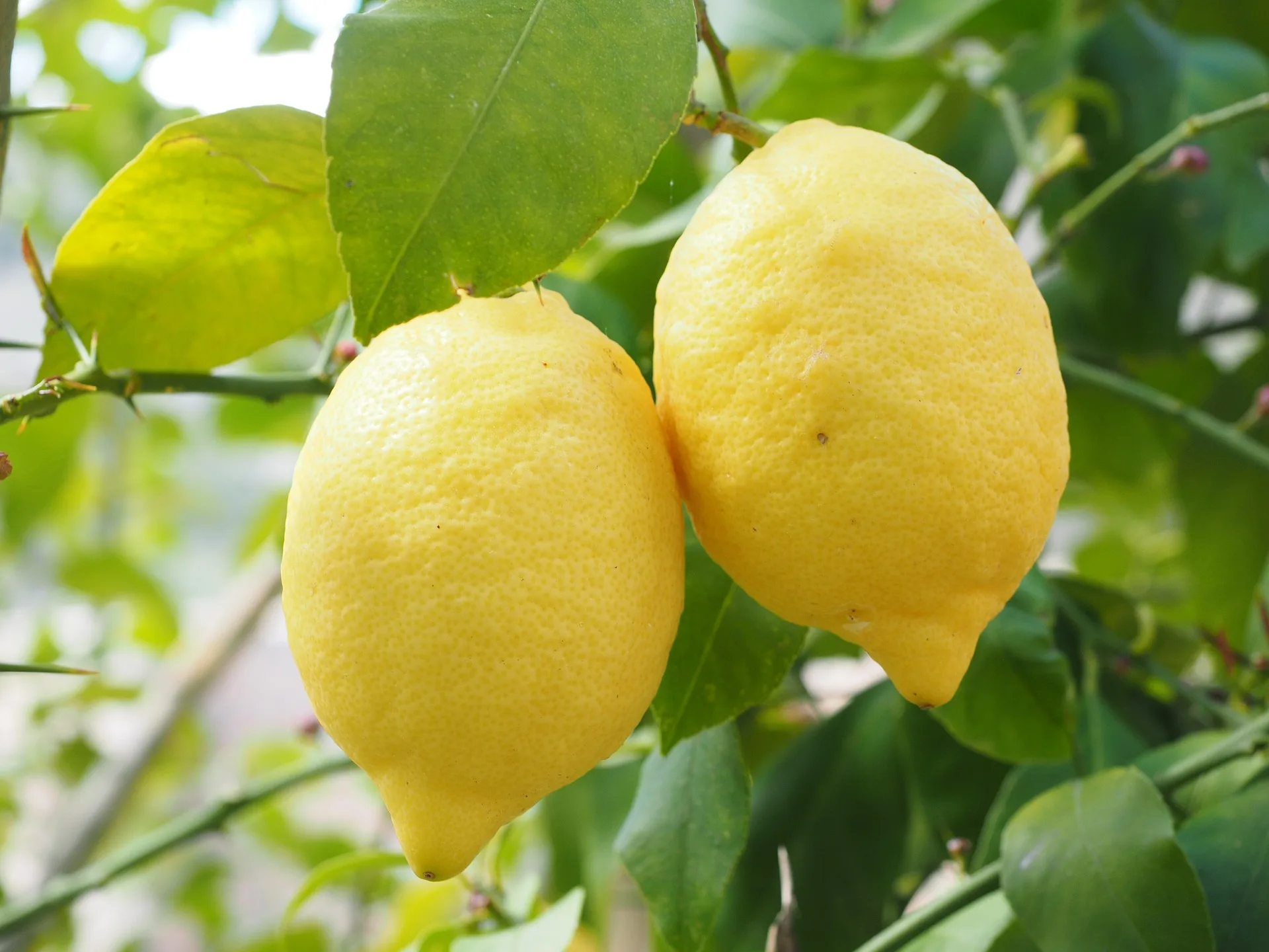 Află care sunt alimentele cu cel mai mare conținut de vitamina C! Citricele sunt excluse
