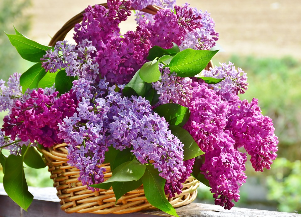 Efectele terapeutice ale florilor de liliac. Durerile vor rămâne doar o amintire
