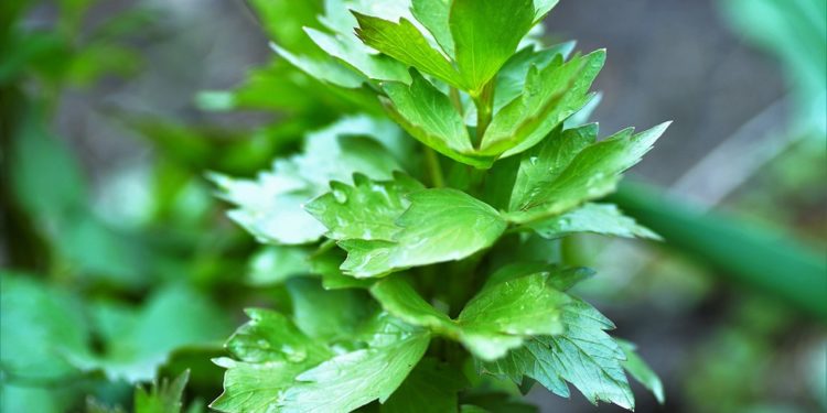 Ceaiul de leuștean – Leacul pentru vindecarea și detoxifierea organismului