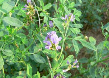 Beneficiile lucernei – medicago sativa