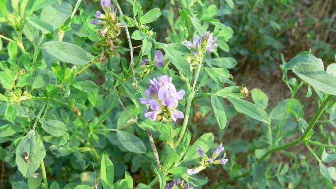Beneficiile lucernei – medicago sativa