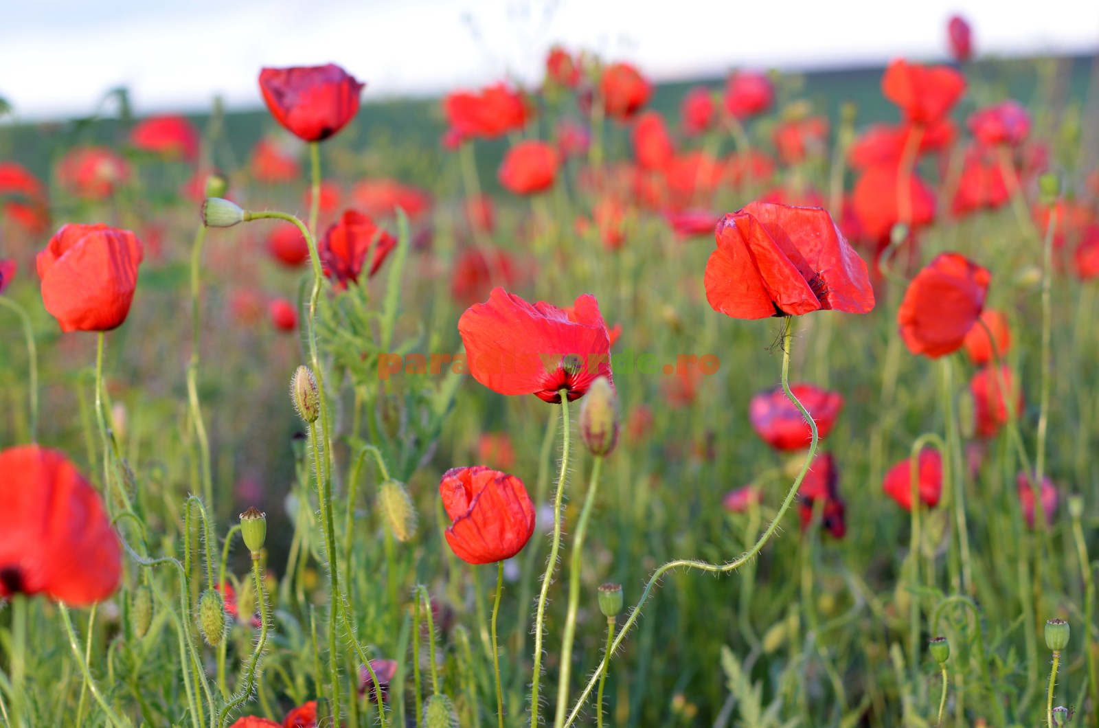 Ceaiul care poate preveni mai multe boli.