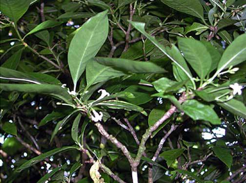 Cercetătorii au descoperit „ibuprofenul” vegetal.