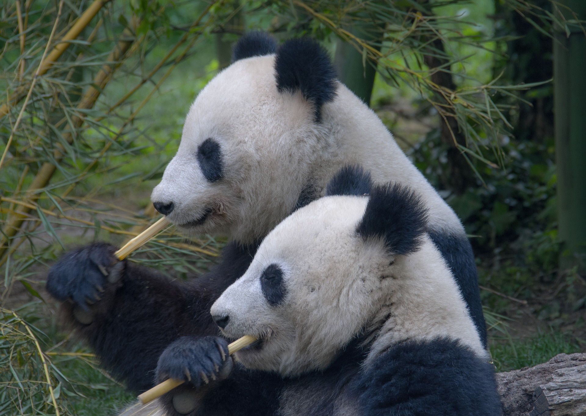 Doi pui de panda gemeni de la grădina zoologică din Berlin învață să meargă