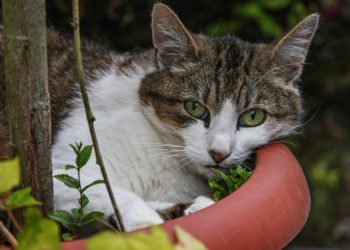 Cum să-ți ții pisica la distanță de ghivecele cu flori din casă