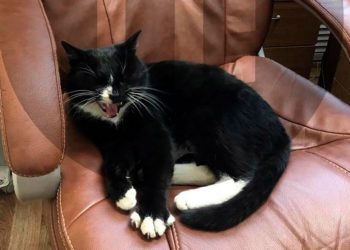 Salvată din gunoi, o pisică din Rusia ajunge să doarmă în scaunul de ministru