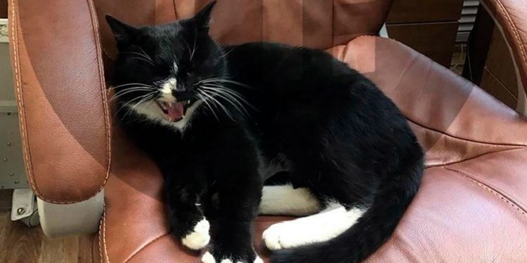 Salvată din gunoi, o pisică din Rusia ajunge să doarmă în scaunul de ministru