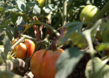 Care sunt cele mai importante obiecte de care ai nevoie pentru a-ti crea un solar in curte? Afla acum