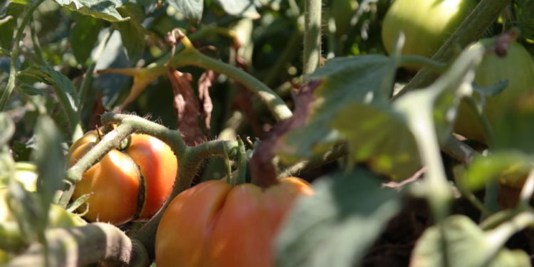 Care sunt cele mai importante obiecte de care ai nevoie pentru a-ti crea un solar in curte? Afla acum