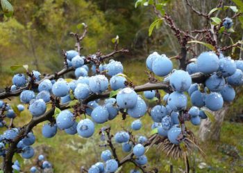 Porumbar – Prunus Spinosa