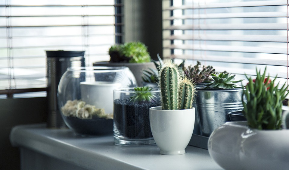 4 Plante ideale pentru camerele luminoase