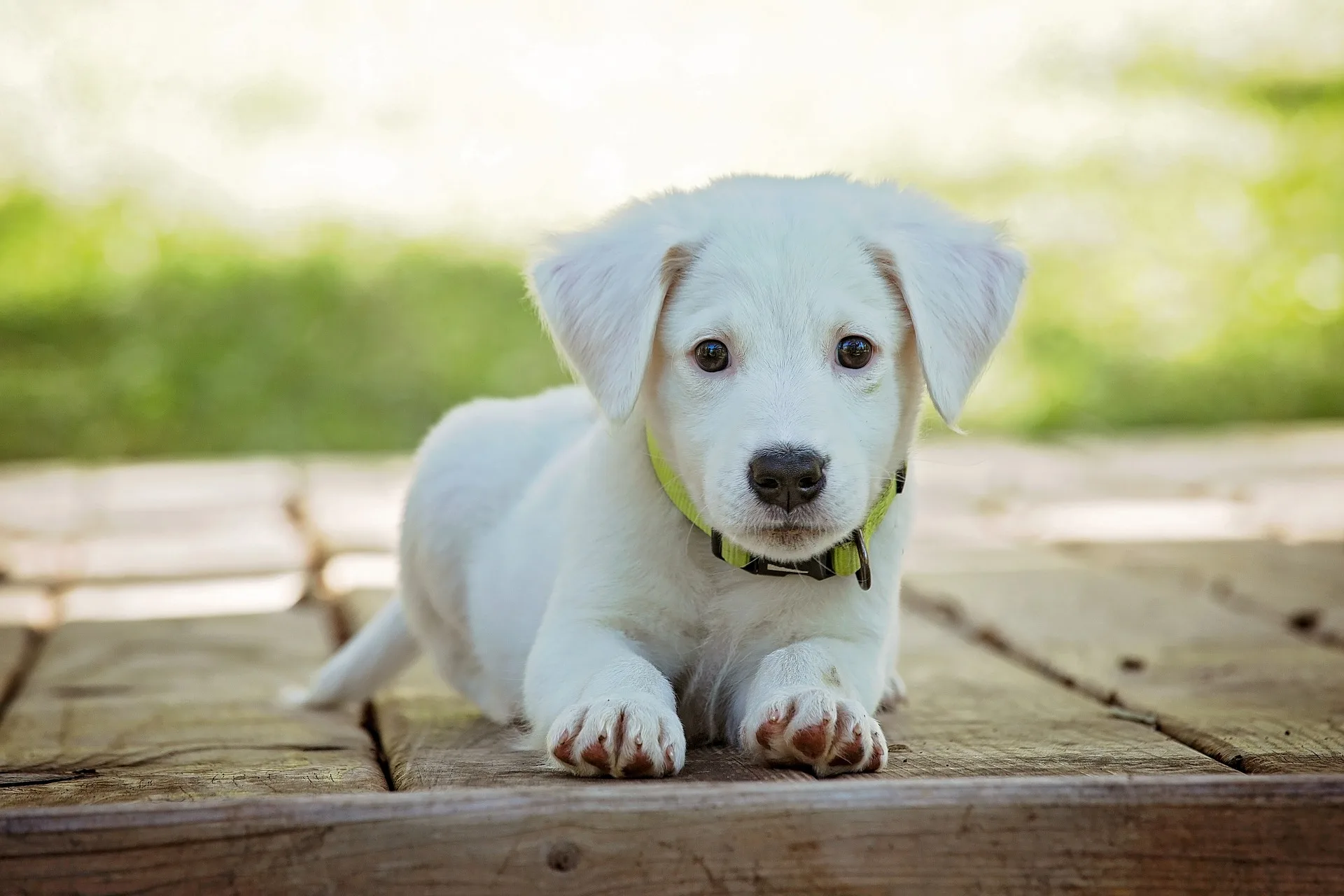 A fost emisă prima asigurare pentru animale