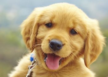 RSPCA „îngrijorat” de emisiunea „iresponsabilă” a BBC de creștere a cățelușilor