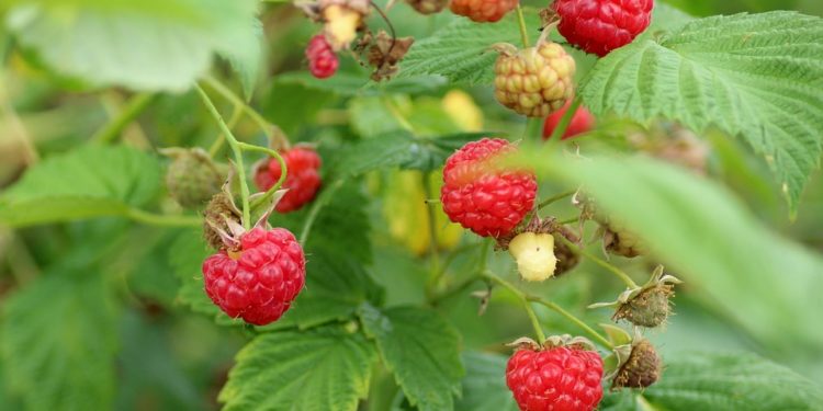 Extractul de mlădițe de zmeur- aliatul eficient împotriva problemelor genitale ale femeilor