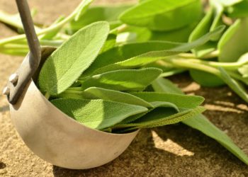 Salvia, leacul natural încă din Evul Mediu