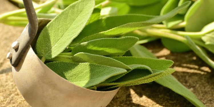 Salvia, leacul natural încă din Evul Mediu