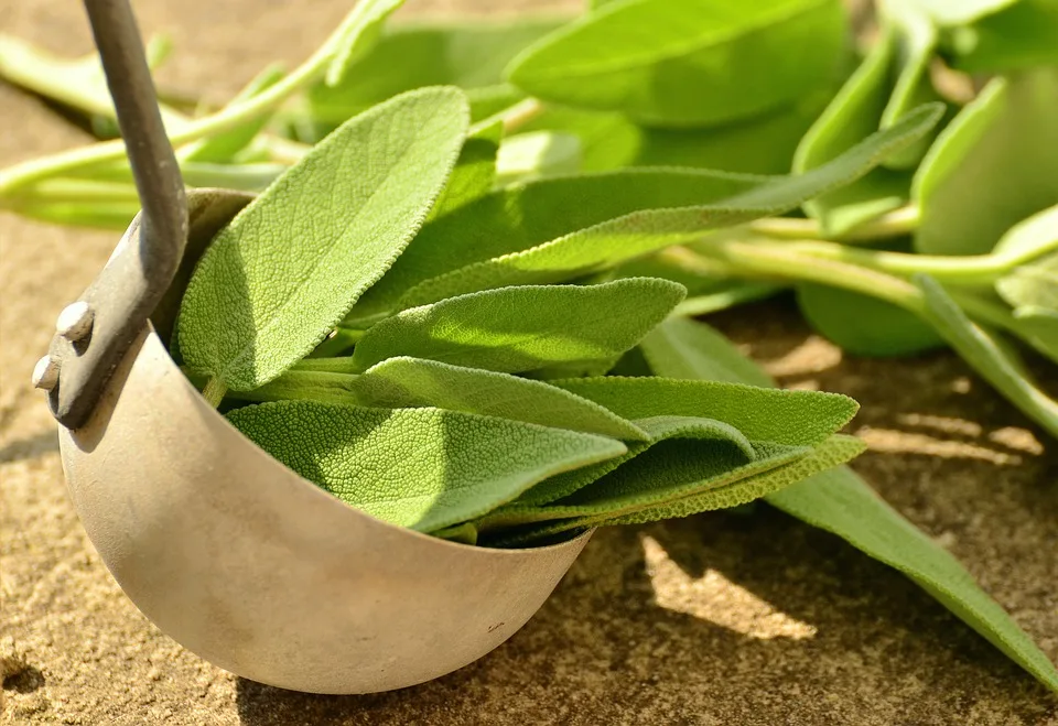 Salvia, leacul natural încă din Evul Mediu