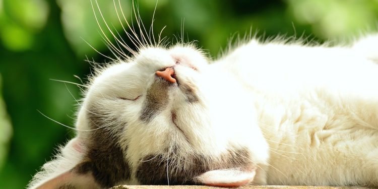 Cele mai benefice poziții de somn