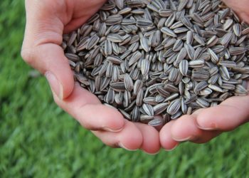 Importanța consumului de semințe în diete