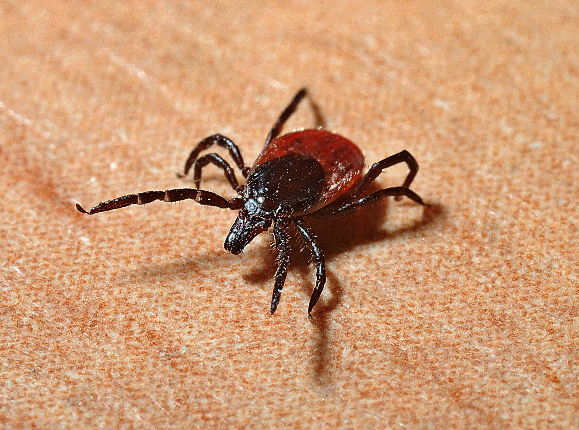 Sezonul insectelor debutează cu periculoasele căpușe! Autoritățile din Capitală au început deja procedurile de dezinsecție