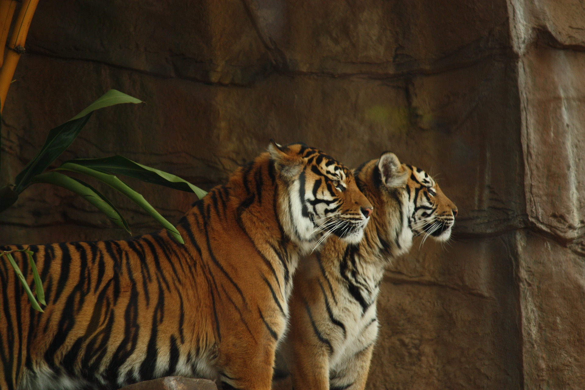Cinci tigri salvaţi de o grădină zoologică din Polonia, transferaţi la un adăpost din Spania