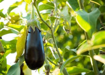 Cum alegi vinetele și cum le păstrezi pentru iarnă