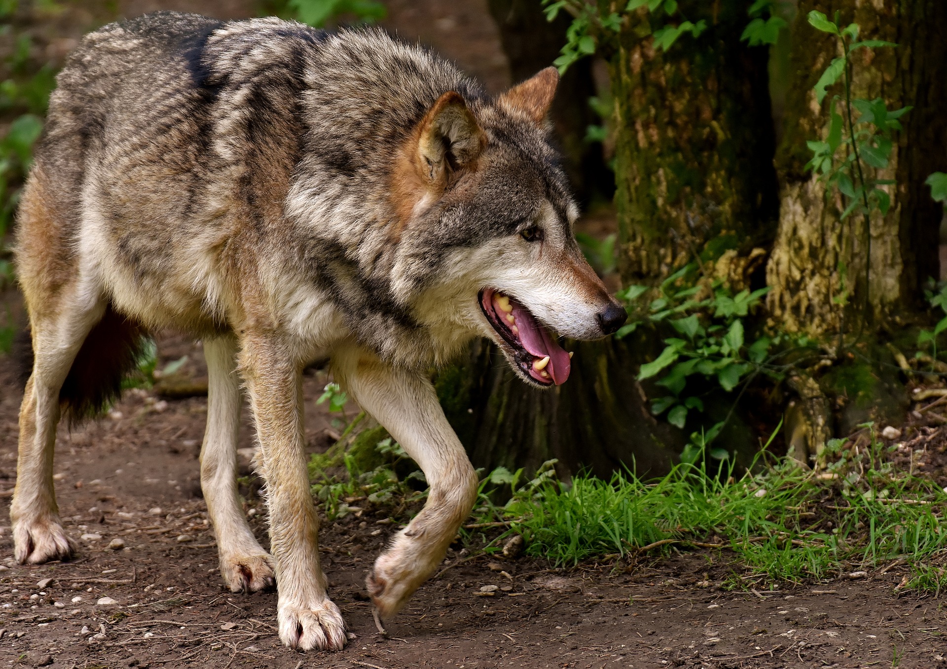 Atacurile lupilor asupra animalelor de fermă, în creștere în Germania