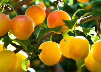 Chiar dacă par banale, sunt o bombă de vitamine. De ce este bine să consumi aceste fructe