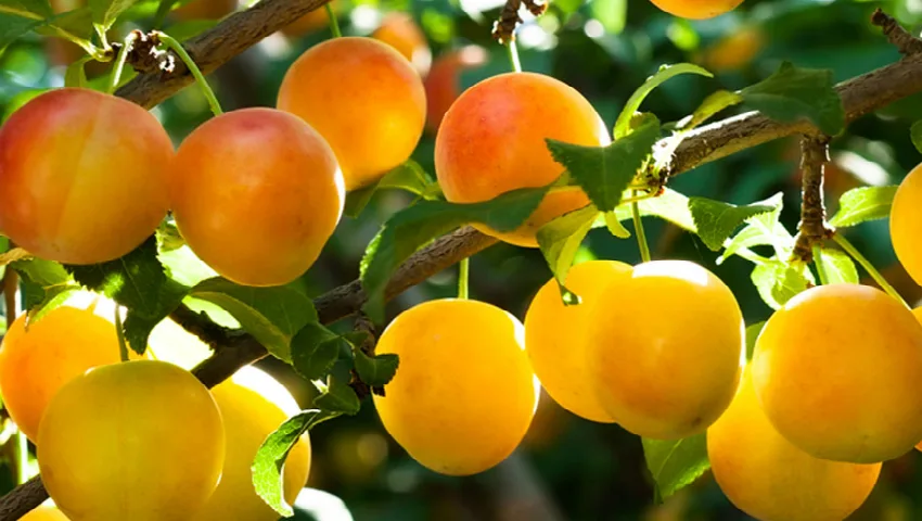 Chiar dacă par banale, sunt o bombă de vitamine. De ce este bine să consumi aceste fructe