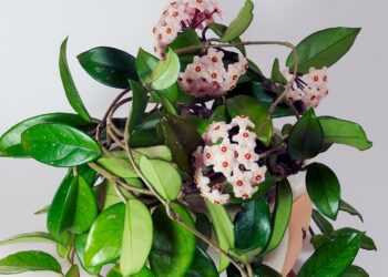 Cum se îngrijește floarea de ceară la ghiveci