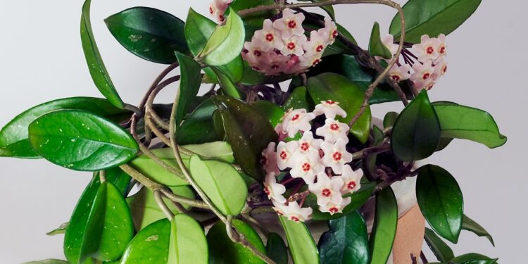 Cum se îngrijește floarea de ceară la ghiveci