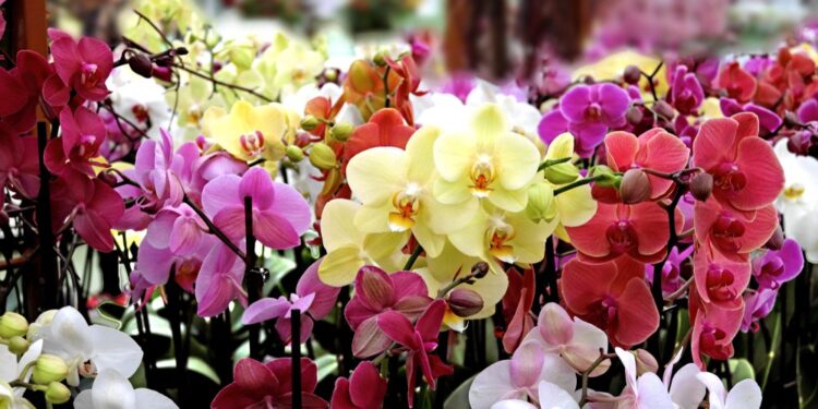 Fertilizatorii pentru orhidee!