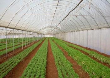 Cum să îmbini utilul cu plăcutul atunci când îți amenajezi grădina?